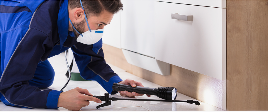 Yucca Valley pest xpert removal